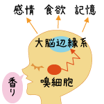 アロマポット