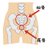 仙骨・尾骨